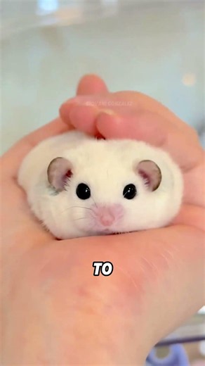 A dormouse that sounds like a villain#animals #funnyanimal #funny #cute #dormouse