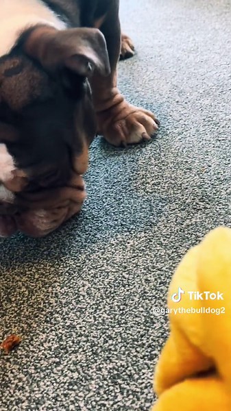 Im sure all bulldog owners go through this 🫣#garythebulldog #garythebulldog2 #bulldog #britishbulldogoftiktok #wrinklecleaning #kinggary #bulldogsoftiktok😍🐶 #britishbulldogoftiktok🌸 #englishbulldog #english #bulldogsoftiktok #cute