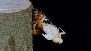 WATCH: Haunting time lapse video shows up-close view of a cicada's transformation