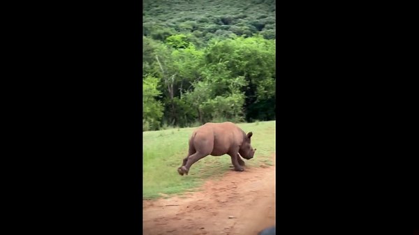 Baby rhino joyfully leaps outdoors in Barberton, South Africa