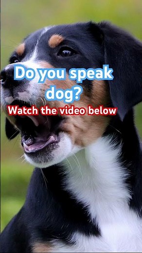 Learn how dogs communicate! #dogcommunication #doglanguage
