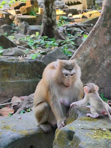 adorable and update newborn in wild 013 #newborn #monkey