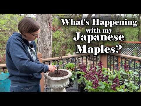 What’s Happening with my Japanese Maples? 10 Japanese Maples: the Beautiful and the Struggling!