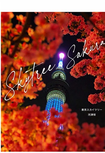 🌸 Kawazu Sakura at Tokyo Skytree | Early Cherry Blossoms in Tokyo 🇯🇵 東京スカイツリー × 河津桜 One of Tokyo’s most beautiful early spring scenes— where soft pink Kawazu Sakura bloom with the towering silhouette of Tokyo Skytree rising behind them 🌸🏙️ Unlike the usual cherry blossoms, Kawazu Sakura bloom much earlier, bringing a preview of spring to Tokyo as early as February 🌸✨ Their deeper pink petals and longer blooming period make them especially photogenic—perfect for slow walks, relaxed photos, 