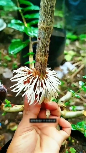 Grow Roots in 27 Days – No Soil, No Hormone #tips #plants