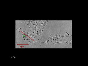 Cytogenetics I Gene Activity