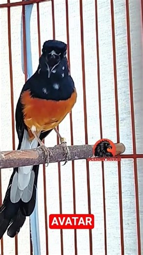 murai batu juara nasional, isian kenari, gareja ‪@ocehanmurai‬