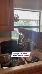 Orange cat vs wasp, chaos ends with a shattered cup 😹🐝| Heartsome 💖