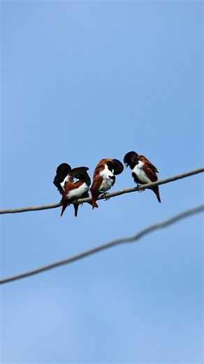 Tricoloured munia birds | 𝐍𝐚𝐭𝐮𝐫𝐞 𝐏𝐡𝐨𝐭𝐨𝐬 𝐁𝐨𝐨𝐤