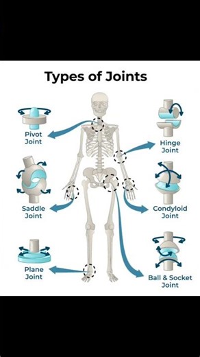 Types of Synovial Joints in Human Body | Easy Science Explanation 🦴Biology Basics #Shorts #biology