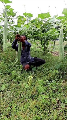 Ridge Gourd Harvesting: Hi Friends, The farmer shown in this reel has cultivated ridge gourds. It was very HOT & HUMID weather yesterday and he was harvesting ridge gourds. There were very good production. Hope the farmer will get good yield. #ridgegourd #ridgegourdharvesting #fb #fbreels #reels #agritechnology #agriculture #kisan #krishi #farmer #olericulture #agriculturetechnology #agricultura #horticulture #horta #gourds #gourd #ঝিঙে #น้ําเต้าริดจ์ | 1 Min Agriculture