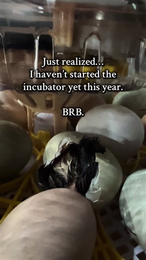 I’m slacking. #chicken #chickentok #homestead #selfsufficient #madeathome