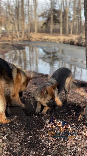 Essential Yard Cleanup Tips with Expert Help