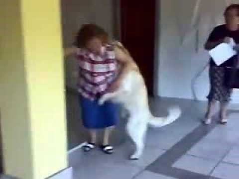 dog vs women