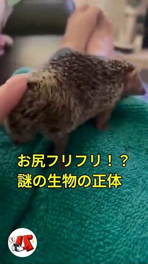 【1分解説】見た目はハリネズミ、中身は別物？不思議な生き物「テンレック」の秘密
