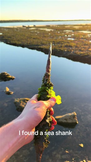 Discovering a Unique Sea Shank on the Oregon Coast
