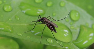 Mosquito Predators: What Eats Mosquitoes?