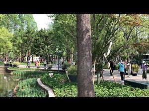休日朝の中国の公園の様子 (太極拳や踊りをするグループが多数あり)