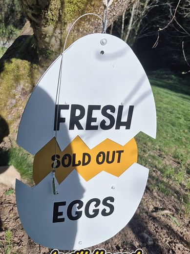 New Egg Sign: Fresh Eggs, Smarter Indicator