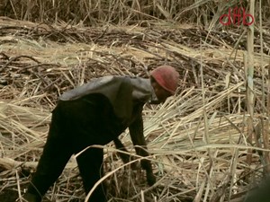 reggae_music_20160106_MPEG-4Part10(AVCH.264)_576p25