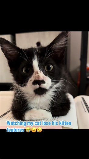 Watching My Cat Grow Up: A Heartwarming Transformation