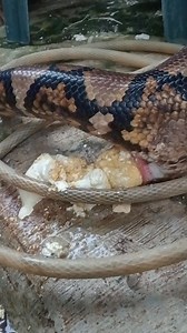 6.9M views · 17K reactions | Lagi sakit perut mules 藍藍藍藍 | Abdul Azis Albar | Facebook