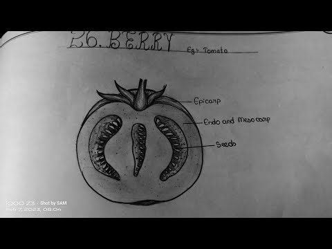 How to draw BERRY in easy steps/#drawingtomato #drawingberry ‪@The_LefthandedArtist‬ #record#botany