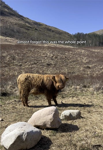 we don’t deserve Highland Cows #highlandcow #scotland #highlands #traveltok