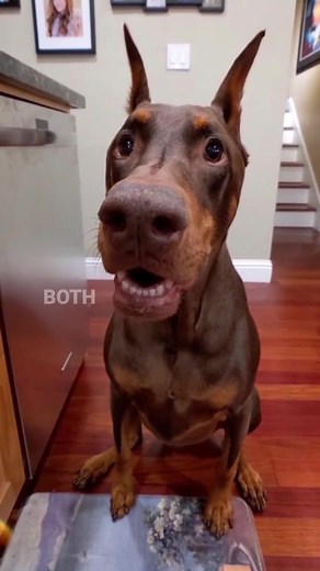 Meet Ruby: The Expressive Doberman