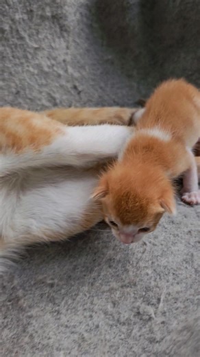 40K views · 1.8K reactions | Cute kitty   #Cats #Kitty #Love | Lovely cat | Facebook