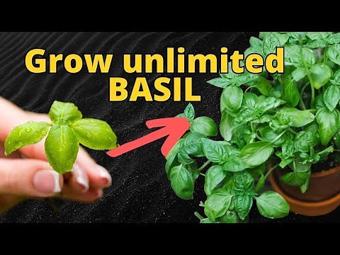 Grow UNLIMITED Basil from Store-bought (2 Methods)