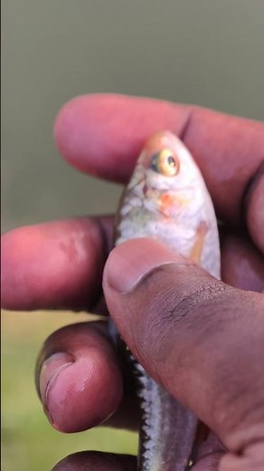 A Small Fish is a Sign of a Healthy River! 🏞️💚"#shorts #fish #animals