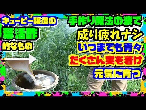 【液肥の作り方】キューピーの“葉活酢”的なモノ(買えば１ℓ1,900円)を自作!! 成り疲れ時期に使うと こんなに青々!!