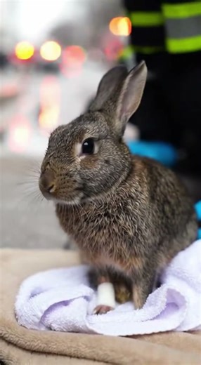 Trapped and Saved: Emotional Rabbit Rescue🐰💫#viral #trending #animals #rescue #hero #rabbit