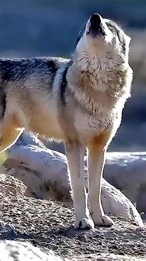 Why do wolves howl 🐺 at night?