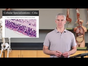 General and Special Characteristics of Epithelial Tissue (Ch04 - Slides08-20)