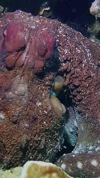 The Incredible Camouflage of the Octopus: Master of Disguise!