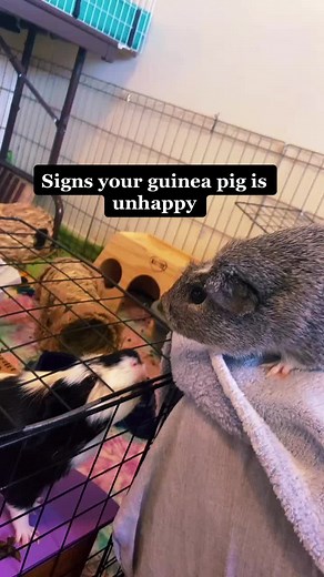 Guinea Pig Wheeking Video Showcase