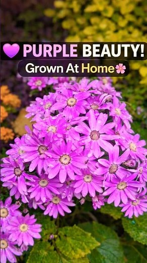 Beautiful Purple Daisy Flowers🌸| Terrace Garden Bloom Magic