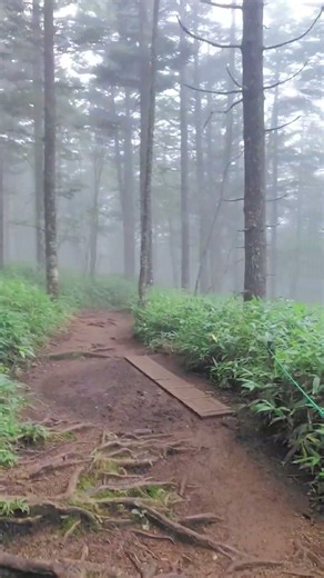 🌳【静謐】入笠山の登山道【霧】🌳