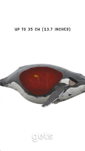 What Happens When A Whale Does 💀🐋… #shorts #animals