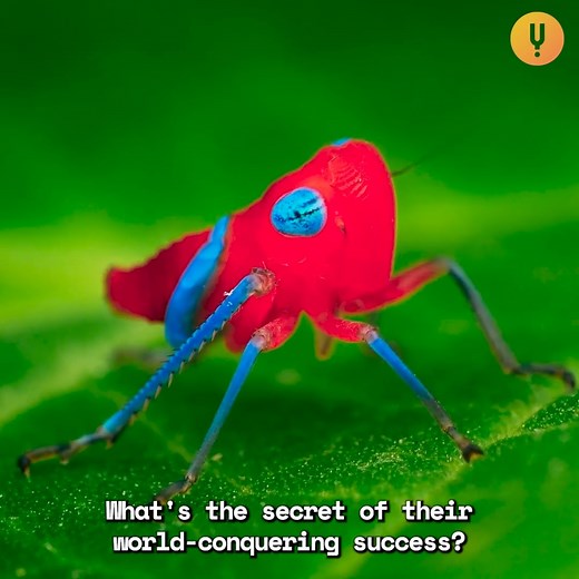 Why Insects Are the Most Successful Species on Earth | Planet Insect | Curiosity Stream