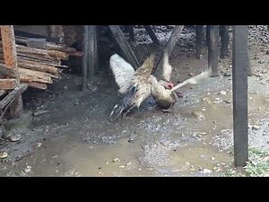 two male muscovy duck fighting for female