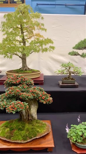 38K views · 3K reactions | Incredible bonsai diversity Footage provided by @livingbonsai #BonsaiSociety #BonsaiShow #PlantCollection | Bonsai Society | Facebook