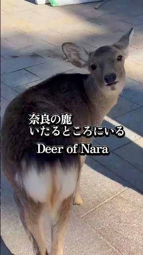 I went to see Todai-ji Temple, the world's largest wooden building, and the Great Buddha, the wor...