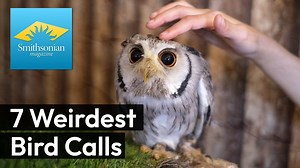 7 Weirdest Bird Calls