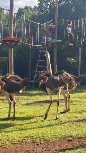 TIRET ADVENTURE PARK @ Tiret Riverside Resort and Retreat Eldoret 💥✨TEAM BUILDING (RE-LOADED)SEASON DECLARED OFFICIALY OPEN✨💥!! Exite your team with new endless adventures of Tiret, an experience like never before🤩🔥! We have accomodation too💜😍!! Lets talk 0743971107, 0722936923. Karibu nyumbani😻! | Tiret Riverside Resort and Retreat Eldoret