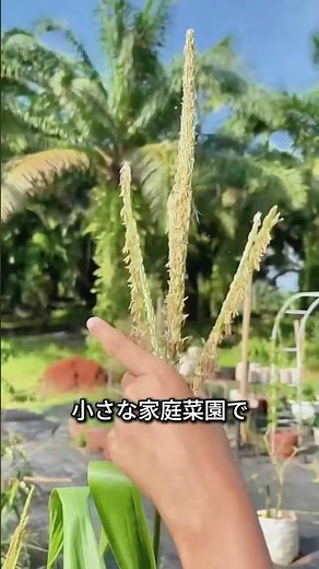 Why Your Homegrown Corn Is Sparse! Tips for Hand-Pollination to Get Full Kernels