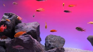 We wanted to thank everyone for joining in on the Live Q&A we had yesterday for our Serene LED Kits! Thanks for everyone's feedback and questions! We had a fair amount of interest in our 125-gallon office Malawi Cichlid aquarium, so here is some more video clips of it with the Serene background LED kit! | Current-USA