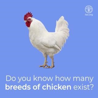 #DidYouKnow? There are nearly 1 400 chicken breeds worldwide? 🐔 🐓 Understanding and maintaining the diversity of animal genetic resources is essential to ensure sustainable agricultural development for #FoodSecurity and nutrition. Learn more 👉 https://www.fao.org/dad-is/en/ | Food and Agriculture Organization of the United Nations (FAO)